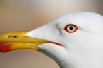 Seagull Bird Stock Photo