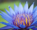 Purple Waterlily Stock Photo