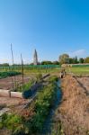 Venice Burano Mazorbo Vineyard Stock Photo