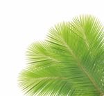 Coconut Leaf Isolated On White Background Stock Photo