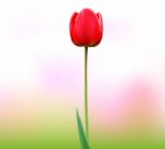 Tulip Flower Stock Photo