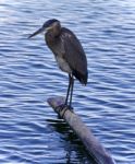 Picture With A Great Blue Heron Standing On A Log Stock Photo