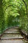 Alnwick, Northumberland/uk - August 19 : Beech Tunnel In Alnwick Stock Photo