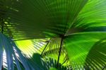 Green Palm Leaves Stock Photo