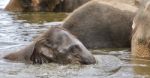 Background With A Funny Young Elephant Swimming Stock Photo