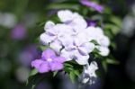 Closeup Of Brunfelsia Uniflora Flower Stock Photo