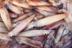 Fresh Squid Stock Photo