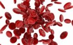 Red Blood Cells Stock Photo