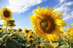 Blooming Sunflower Stock Photo