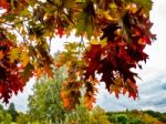 Red Oak Tree (querus Rubra) Stock Photo