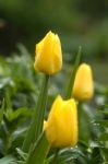 Yellow Tulips Stock Photo