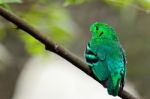 Male Green Broadbill Stock Photo