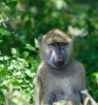 Close-up Of A Funny Baboon Stock Photo