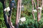 White Roses In A Glass Vase Stock Photo