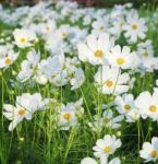 Cosmos Flowers Stock Photo