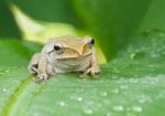 Frog In The Wild Stock Photo