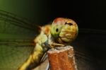 Portrait Of A Dragonfly Stock Photo