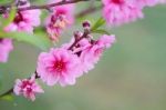 Plum Blossom Stock Photo