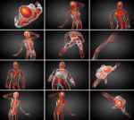 3d Rendering Medical Illustration Of The Skeleton Bone Stock Photo