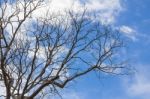 Branch Of Dead Tree Stock Photo