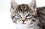 Tabby Kitten Stock Photo