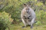 Wallaby Outside By Itself Stock Photo