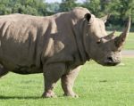 White Rhyno Close-up Stock Photo