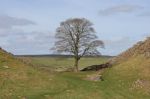 Tree On Hadrians Wall Stock Photo