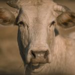 Cow Outside In The Paddock Stock Photo