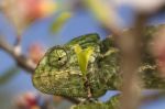 Cute Green Chameleon Stock Photo