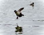 Isolated Picture With A Cute Duck Landing Stock Photo