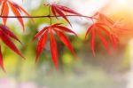 Maple In Autumn Season With Soft Focus Stock Photo