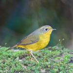 Female Golden Bush Robin Stock Photo