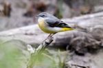 Grey Wagtail Stock Photo