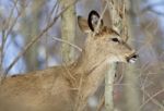 Beautiful Isolated Photo Of A Cute Young Wild Deer In The Forest Stock Photo