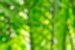 Coconut Leaves With Blurred Stock Photo