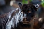 Black Jaguar Stock Photo