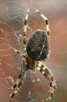 Garden Spider Stock Photo