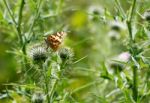 Butterfly On A Thorn Bush Stock Photo