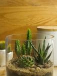 Succulent Terrarium Stock Photo