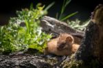 Least Weasel (mustela Nivalis) Stock Photo