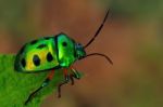 Jewel Bug Stock Photo