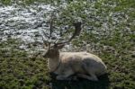 Fallow Deer (dama Dama) Stock Photo