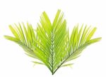 Palm Leaf Isolated On White Background Stock Photo