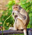 Monkey Eating Stock Photo