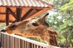 Giraffe Head Close Up Stock Photo