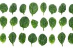 Spinach Leafs Aligned In Rows Stock Photo