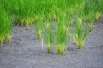 Rice Field Stock Photo