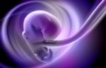 Embryonic Development Stock Photo