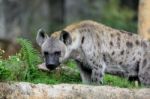 Spotted Hyena Standing Stock Photo